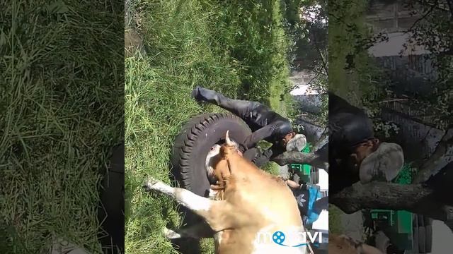 Корова засунула голову в скат смотреть онлайн