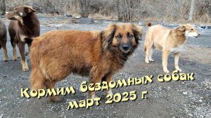 Кормим бездомных собак. Март 2025 г.