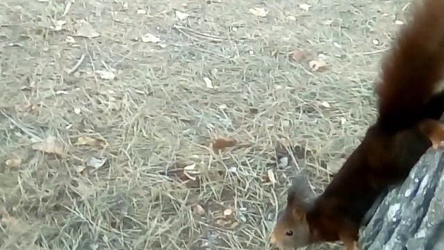 Las ardillas en La Grajera смотреть онлайн