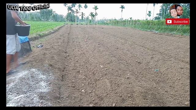 PEMBERIAN KAPUR DOLOMIT PADA LAHAN CABE || SEBELUM PINDAH TANAM смотреть онлайн