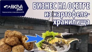 Бизнес на осетре из старого картофелехранилища. УЗВ-модуль.  Полный обзор.