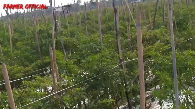 Easy Way to Handle Bactrocera On Chili Plants 🐝 смотреть онлайн