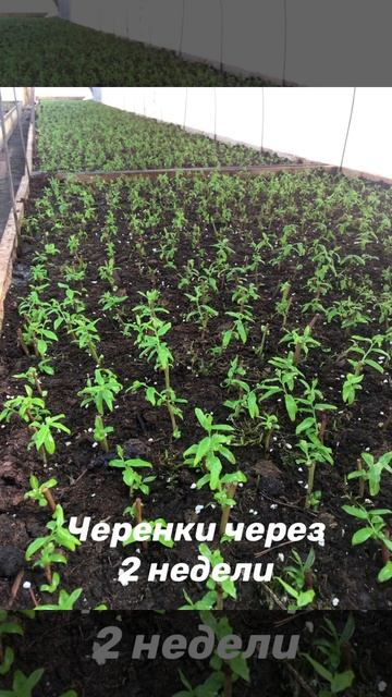 Весеннее черенкование голубики 2020