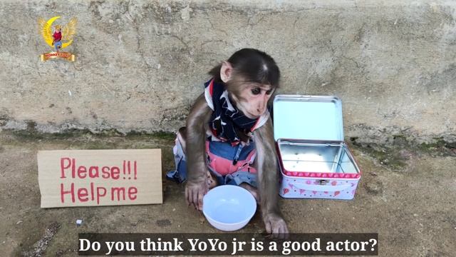 Monkey YoYo jr is a handsome homeless