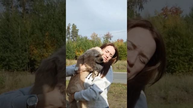 Мои собаки 😍 Шпиц и кокер спаниель #собаки #щенок #шпиц #кокерспаниель #семья #кокер #животные
