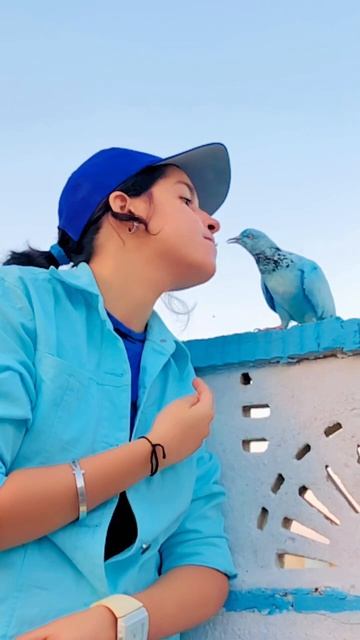 Kbooter no 1 🕊️ #shorts #trending #youtubeshorts #petsvlog смотреть онлайн