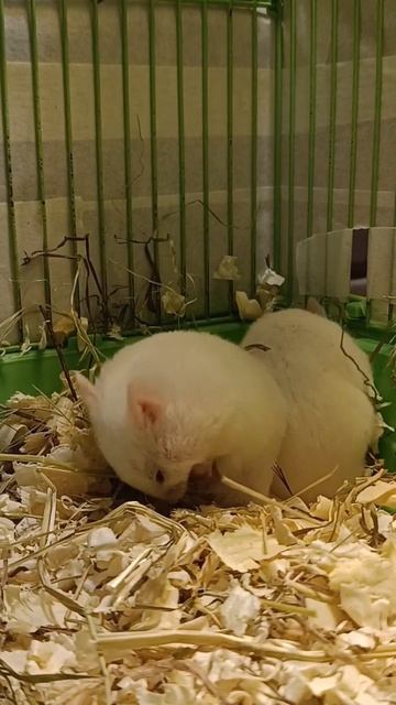 Утро хомяка начинается с умывания) смотреть онлайн