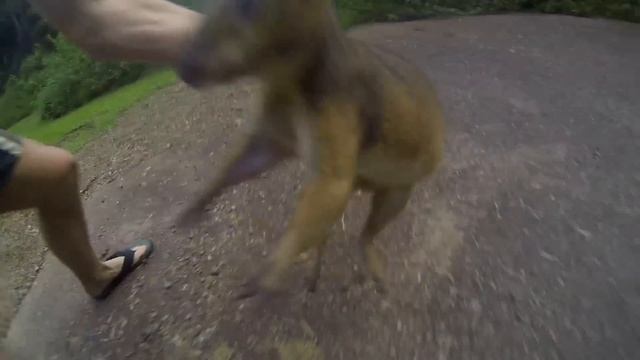 Attacked by wild wallaby in Australia!!! смотреть онлайн