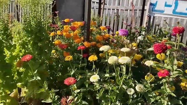 Привезли навозу в огород.Сорвала Букет.Готовим перцы с мясом и картофельное пюре.