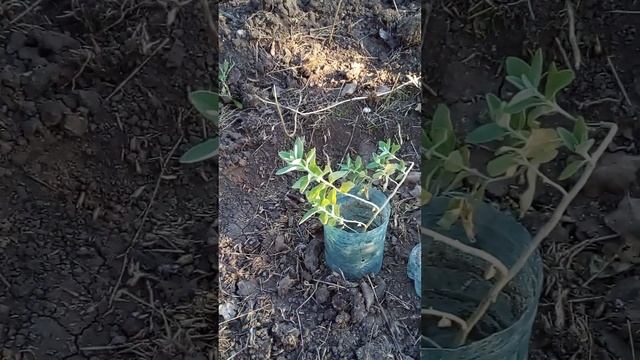 Гледичия,маслины,липа,ива. смотреть онлайн