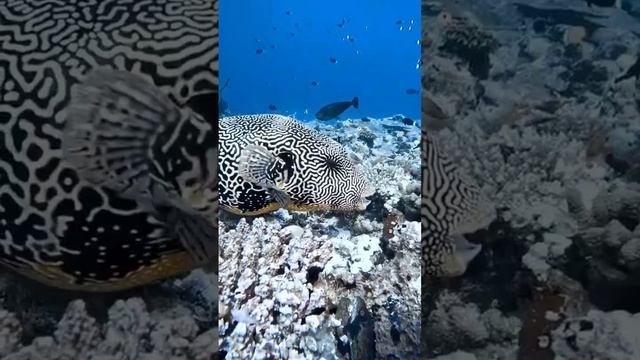 ✨подводный мир и его обитатели 🐠 🦈💫