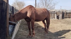 Үйдегі откорм жылқы,Откорм Лошадей#откорм#коневодство#айгыр #казахстан