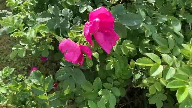 Шиповник🌺🌺🌺, опыление шмелями🐝🐝🐝 #шиповникшмель