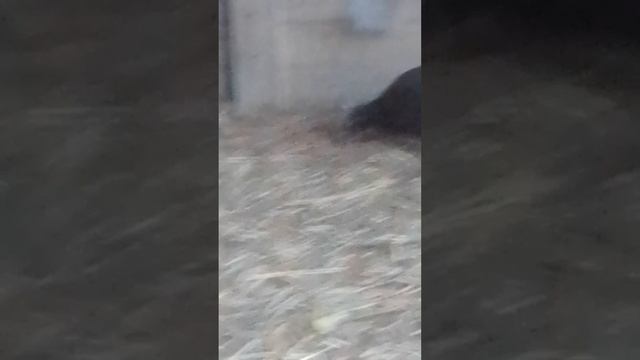 ПЕТУХ ОКРАШЕН ЯРКО.КУРИЦЫ СЕРО-ПЕСОЧНО,С ЧЕРНО-БУРЫМИ С ПЯТНАМИ И ЧЕРТОЧКАМИ.РУМЫНКА КОРИЧНЕВО-БУРОГ