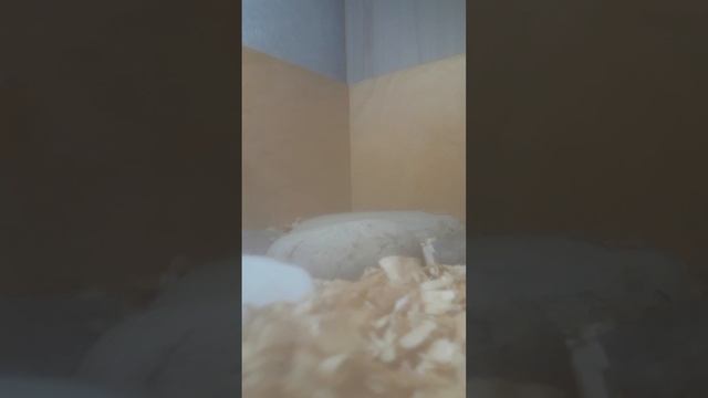 2 часть кормим черепаху моей подруги