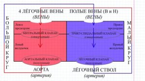 20 Сердце в целом