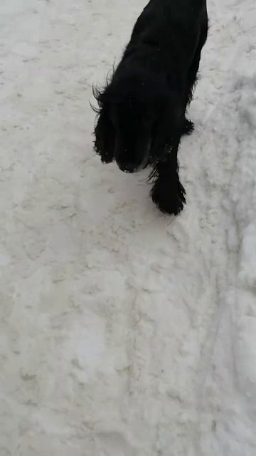Русский чёрный спаниель, 14 лет