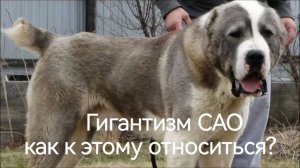 ГИГАНТИЗМ САО. Как к этому относиться?