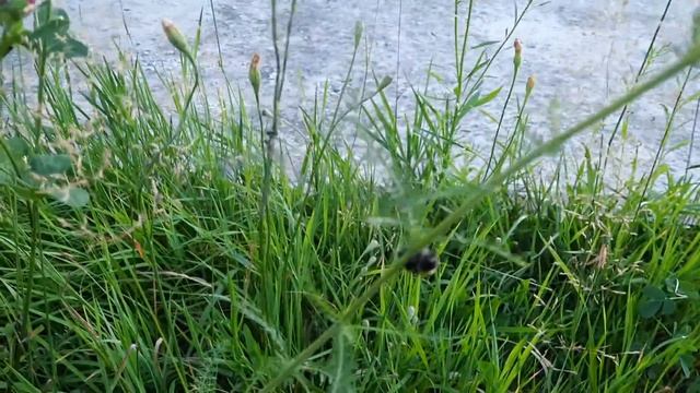 lestes praemorsus 3 смотреть онлайн