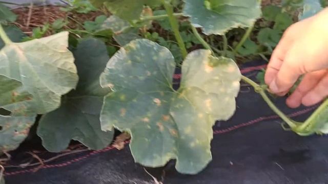 Як правильно формувати ДИНІ, щоб отримати великий урожай смотреть онлайн