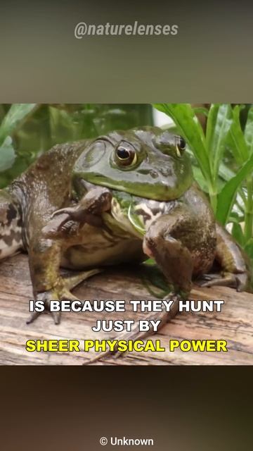 Bullfrog Eats Everything смотреть онлайн