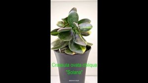 Crassula ovata obliqua Solana