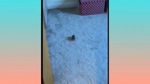 Подборка смешных видео с хомяками