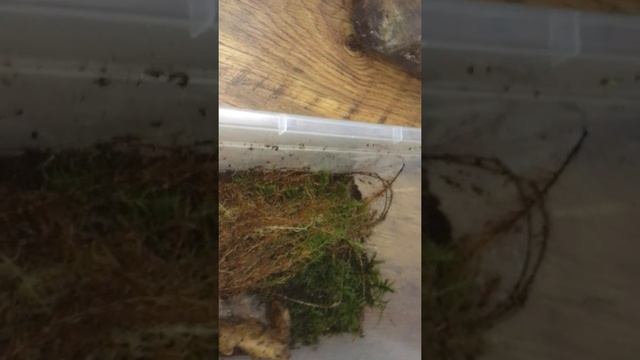 Все мои улиточки🐌🐌🐌#улитки#архахатины смотреть онлайн