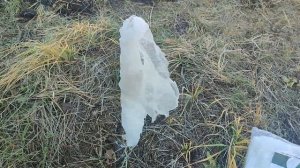 Укрытие фундука спанбондом от зайца на зиму в средней полосе (Татарстан)