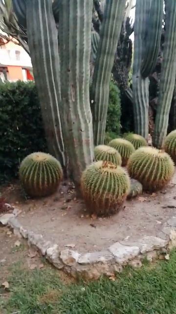 Кактусы в Испании смотреть онлайн