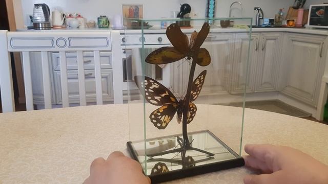 Ornithoptera victoriae reginae. Пара в большом кубе. Подробно. смотреть онлайн