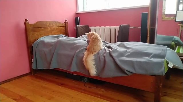 Утренняя охота Мамонт и Пантера смотреть онлайн