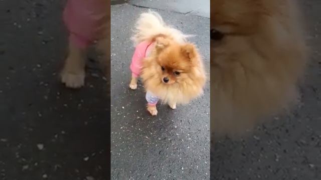Прогулка под дождем
