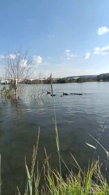 Утка с утятами. смотреть онлайн