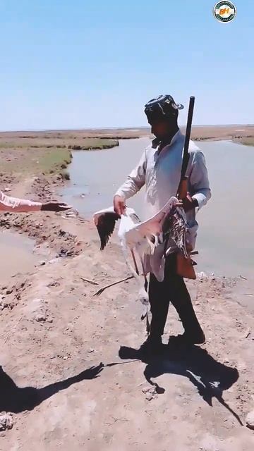 Flamingo 🦩🦩🦩🦩 Hunting Pakistan Sindh #flamengo #pakistan @Best_Hunters смотреть онлайн