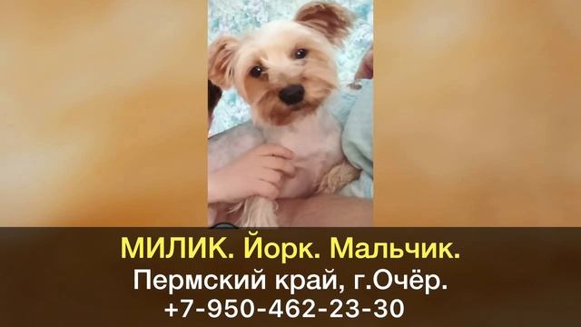 Пропала собака! МИЛИК. Йорк. Мальчик. Пермский край, г.Очёр.