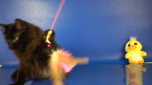 Черная сибирская Кошечка Iriska Crown of Siberia, 6,5 месяцев