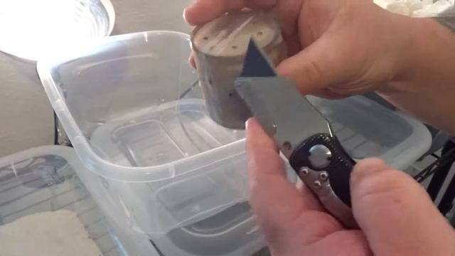 androctonus bicolor (israel) смотреть онлайн