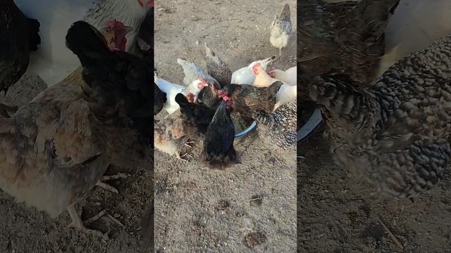 Хорошо курочек🐔 кормить не будешь много яичек не со берëшь☝ Сегодня ещё и мешанка