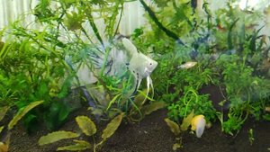 Скалярии и Гуппи Капитана Петра Грушко + Убираюсь на Перекопской 8