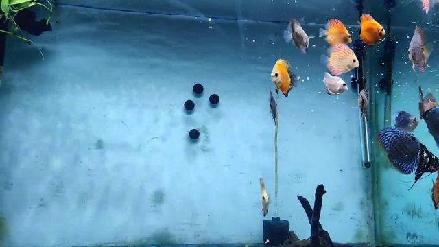 why your discus fish is not growing fast enough смотреть онлайн