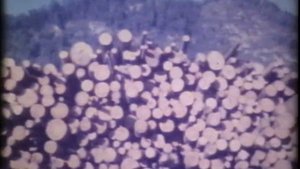 Всесоюзный киножурнал "Фитиль" № 164 1976 г