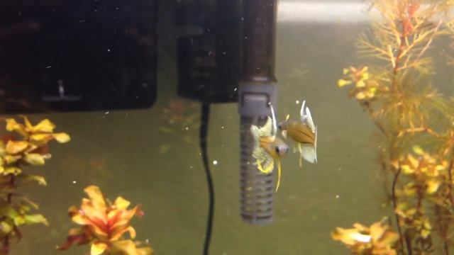 Blue-eyed Pseudomugil Gertrudae Rainbowfish смотреть онлайн