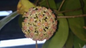 Hoya Balaensis - Fazza Nursery - Popular Plants