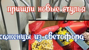 11.04.25. Утром деньги/вечером стулья/В Ейск за покупками/Саженцы из Светофора