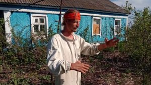 Рождение пчелы из соты. Купить мед.