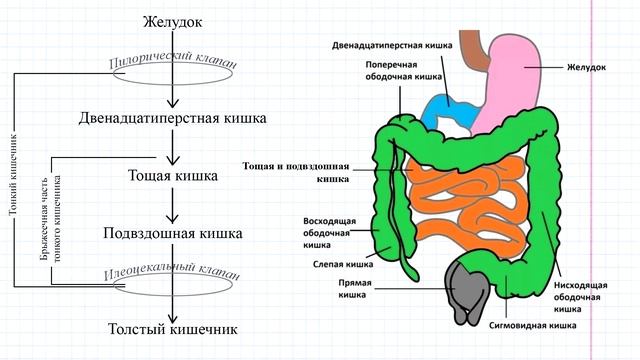 39 Тонкий кишечник в целом