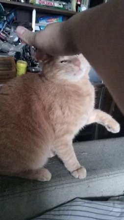 scene_output.mp4
