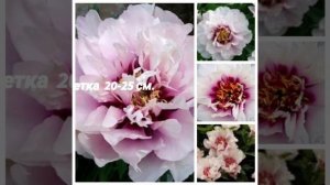Пион Кора Луиза ●Paeonia Itoh Cora Louise● Пион ИТО-гибрид.#коралуиза#итогибрид