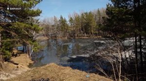 Свалка в лесном массиве вызвала волну недовольства среди экологов и барнаульцев